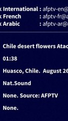 Découvrez le désert fleuri d'Atacama : un spectacle naturel unique 🌸