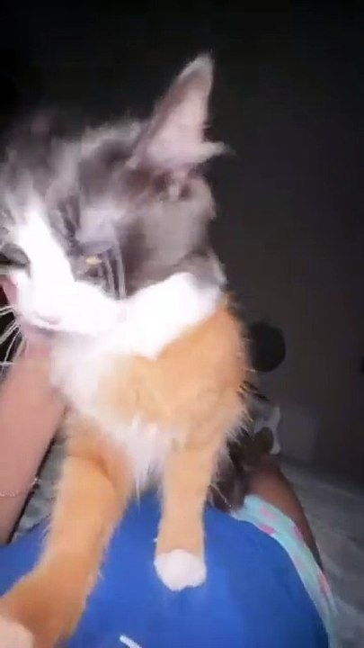 Hello nyan