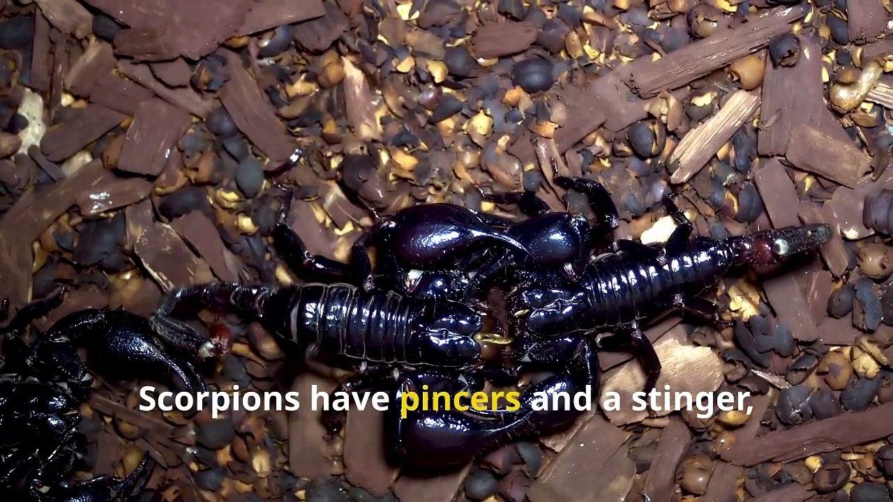 Unbelievable Scorpion Facts, Discover the Toughest Nighttime Predators!
