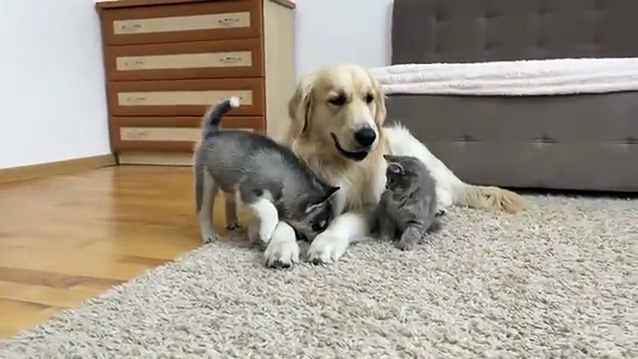 Golden Retriever and Husky Puppy React to Fluffy Kitten for the First Time!
