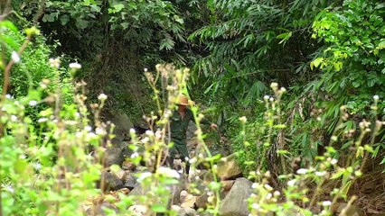 EP.377 - Alimentos naturais, Cuidados com animais, Tecelagem de cestos de bambu para patos chocarem ovos, Sobrevivência no rio