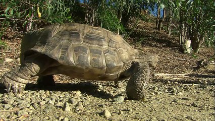 This Tortoise Is Taking the World By Storm!