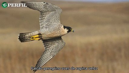 "Falcão-peregrino surpreende pesquisadores no Brasil, Kiribati e Nova Zelândia entram em 2025, Nubank oferece empréstimo com 90 dias de carência."