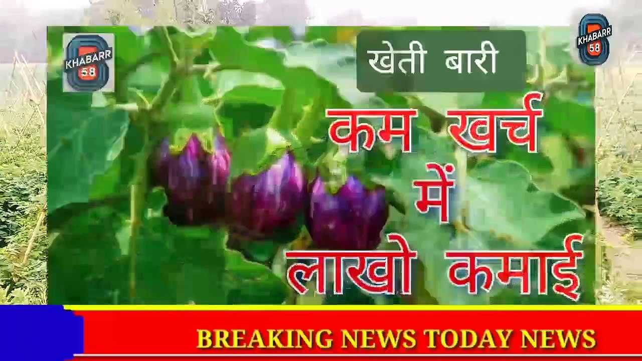 Baigan ki kheti kaise kare ||  खेती बारी || baigan ki kheti karne ka tarika || sabji ki kheti #agriculture #khabar 58 #krisi video