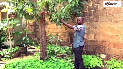 Burkina/ Environnement : Djibril Diasso dompte l’aridité des sols avec des arbres fertilitaires