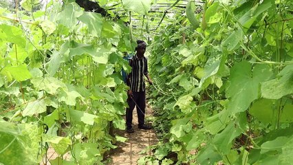 Farming #nepal farming #farmer in field