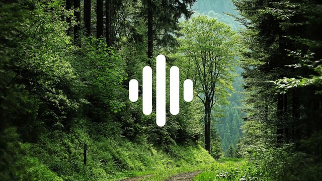 Forest ambience | Nature sound effects | Birds Chirping