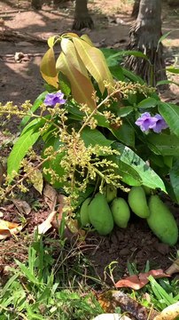 Unique Technique : Grafting Mango Tree
