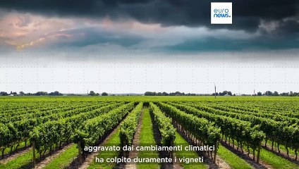 Ue, produzione e esportazioni di spumanti in calo dell'8 per cento