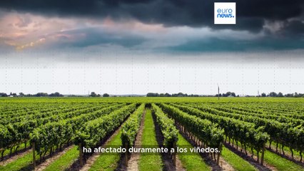 La producción y exportación de vino espumoso en la UE cayó un 8% en 2023