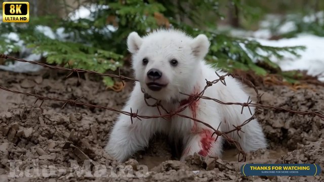 A monkey stops an old man’s car to save an injured baby polar bear caught in barbed wire._