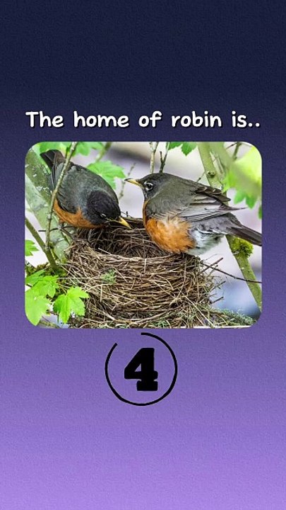 Animal's Homes In English Language