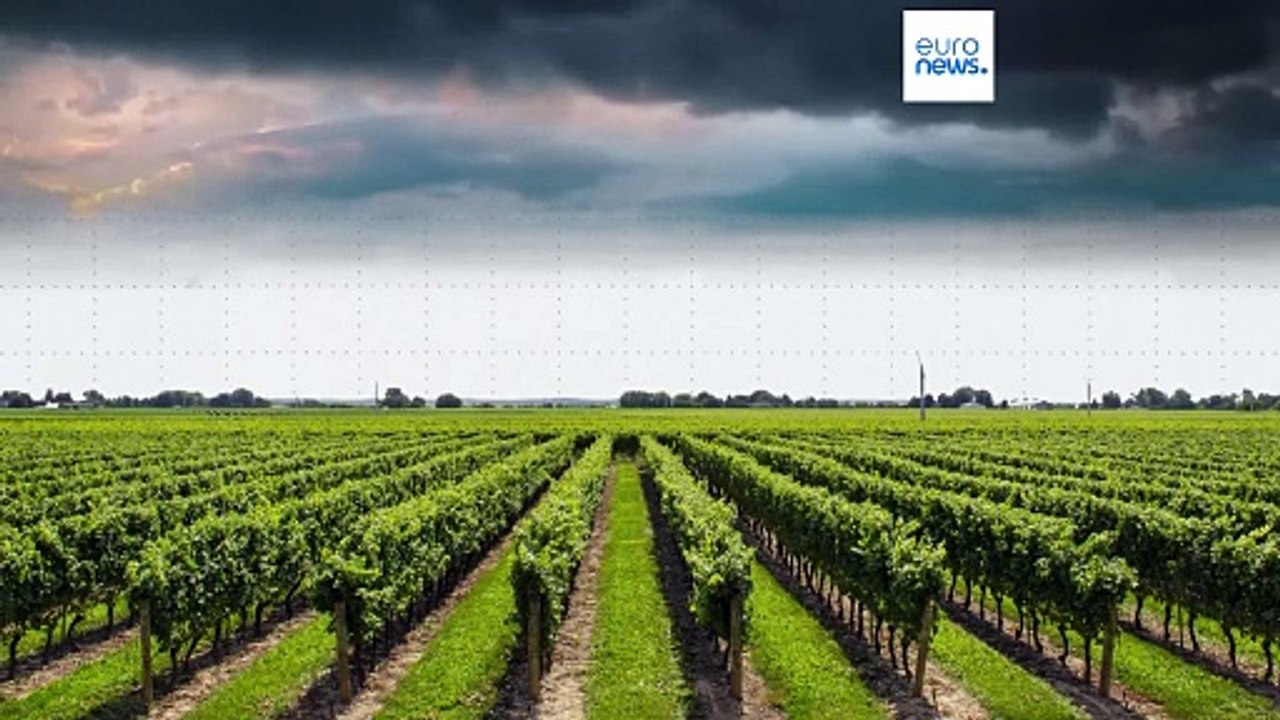 Ein Gläschen Sekt zu Silvester? 8 Prozent weniger Schaumwein in der EU hergestellt