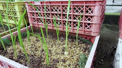 "How to Grow Garlic in Plastic Bottles with Water for Many Bulbs and Large Leaves!"