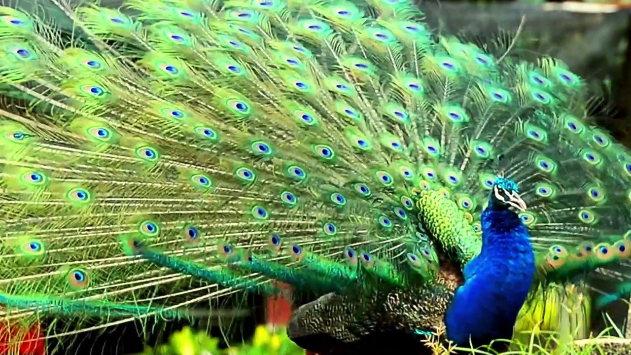 Beautiful Birds in 4K | Stunning Ultra HD Wildlife Footage