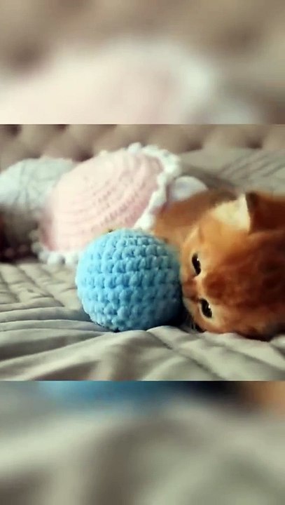FUNNY CUTE CAT