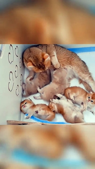 FUNNY CUTE CAT