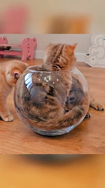 FUNNY CUTE CAT