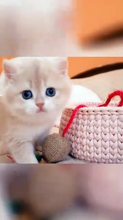 FUNNY CUTE CAT