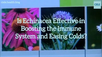Is Echinacea Effective in Boosting the Immune System and Easing Colds