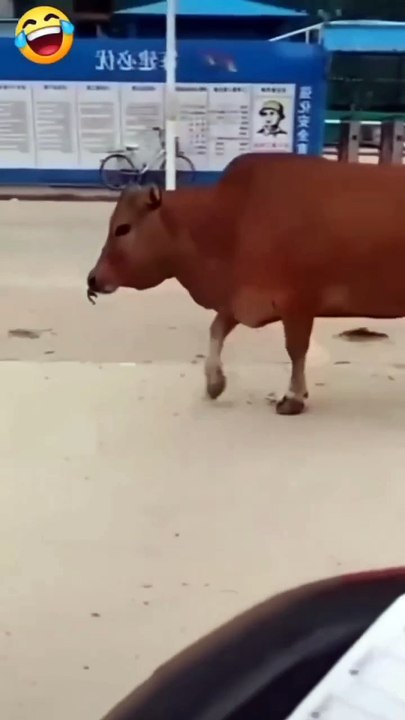mad cow ?😂!!