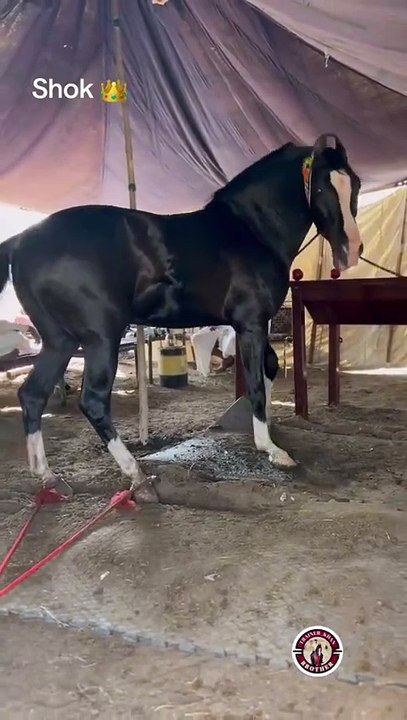 Horse🐎🐎 lovers