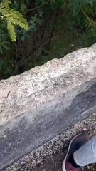 देखें वीडियो..सुबह—सुबह टाइगर ने कर दिया अटैक, गांव में मच गया हड़कंप, घायल हो गए लोग