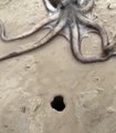 The way tht octopus slide in to tht tiny hole