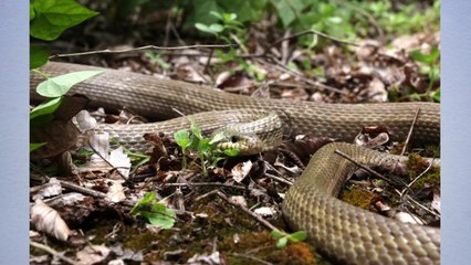 2025년 푸른 뱀의 해...구렁이, 1월 멸종위기 야생생물 선정 / YTN