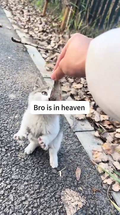 bro in heaven