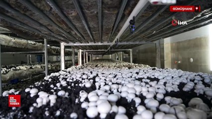Gümüşhane'de mantar üretim tesisiyle kentin mantar ihtiyacını karşılıyor