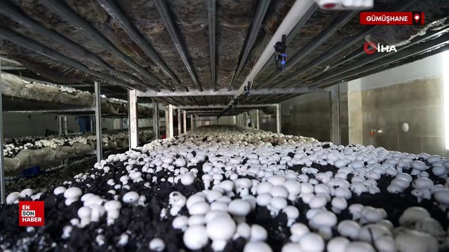 Gümüşhane'de mantar üretim tesisiyle kentin mantar ihtiyacını karşılıyor