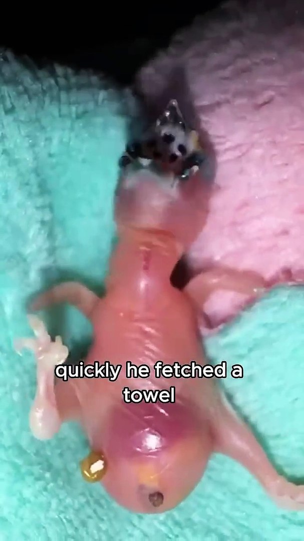 ⁣Strange little bird #animals #pets #shorts