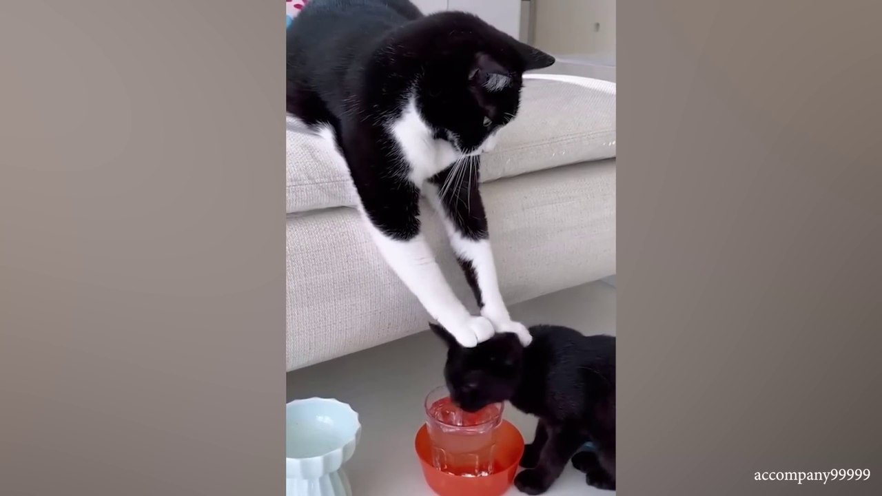 The most DRAMATIC cat ever 😹 Best Funny Cats videos 2024