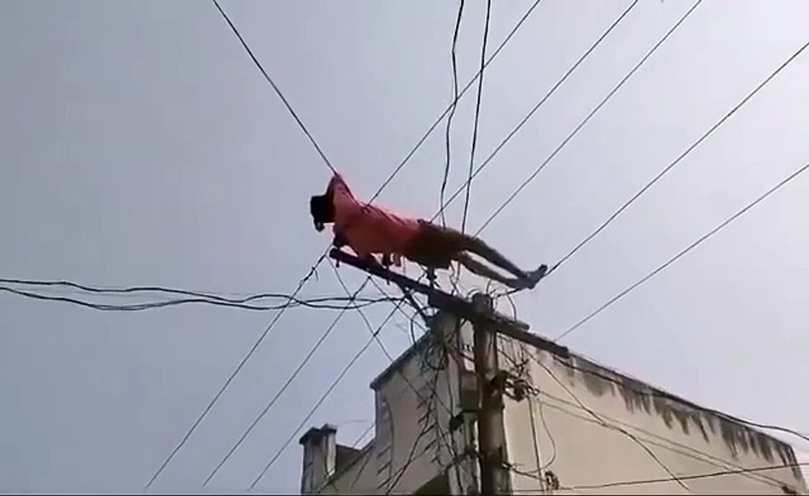 Drunk Man Climbs Electric Pole, Performs Stunts on Live Wires in Andhra Pradesh  In a bizarre incident in M. Singipuram, Palakonda Mandal, Andhra Pradesh, a drunken man stunned villagers by climbing an electric pole and performing stunts on live wires.  T