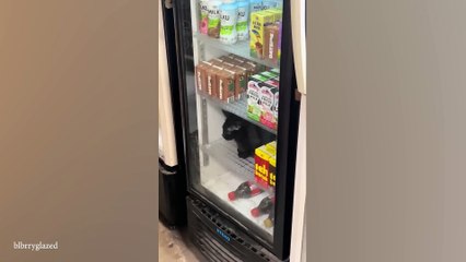 Cats use 100% brains 😹 Funny Cats videos 😂