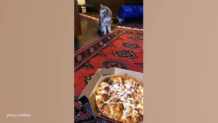 Dramatic Cat Overreacts to Normal Thing - Funny Cat Reactions