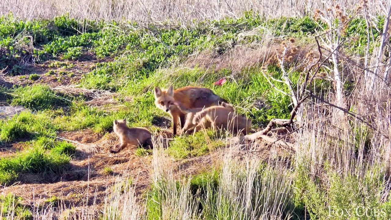 Wild Babies 4K - Amazing World Of Young Animals ｜ Scenic Relaxation Film