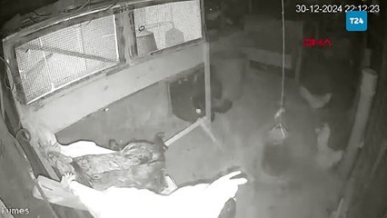 Tilki, girdiği kümeste tavukları yakalayıp götürdü; o anlar kamerada