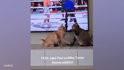 When cats are about to take over the world