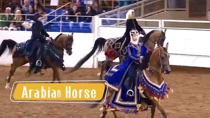 25 Most Beautiful Horses Ever Seen  Meet the Worlds Most Stunning Horse Breeds