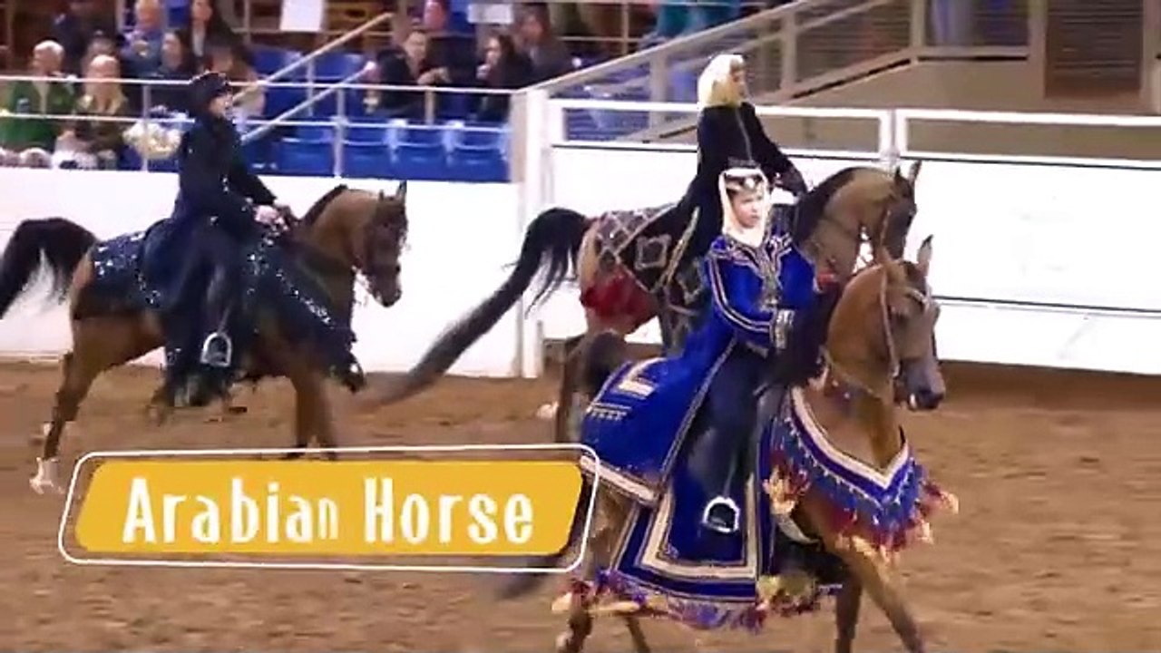 25 Most Beautiful Horses Ever Seen  Meet the Worlds Most Stunning Horse Breeds