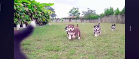 Pretty Huskys Siberian