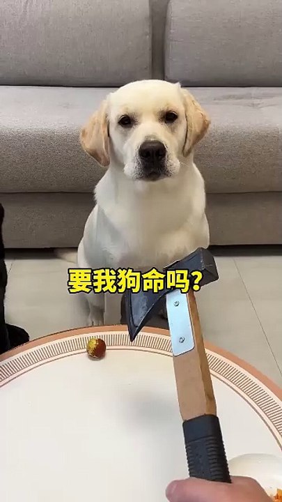 Dog, are you serious with me I am not a human but you are a real dog. The dog's thoughts are wr