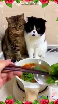 Most Hilarious Animals That Will Make You Laugh Out Loud!