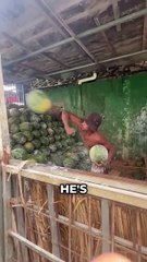 Amazing Watermelon Skills 😨
