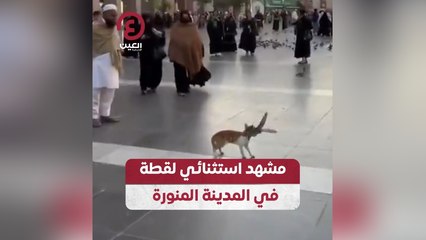 مشهد استثنائي لقطة في المدينة المنورة