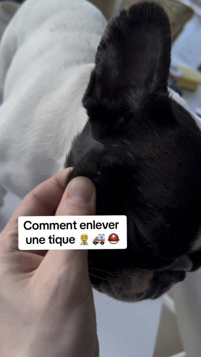 Comment enlever une tique 🤒