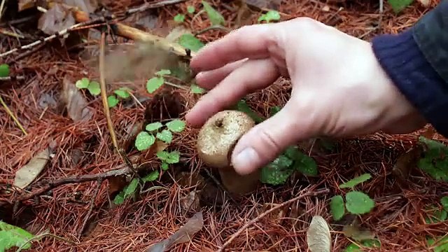 Building a Warm Winter Shelter for Survival in the Wild Woods. Winter Bushcraft. ASMR#BuildingAShelt