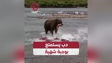 دب يستمتع بوجبة شهية